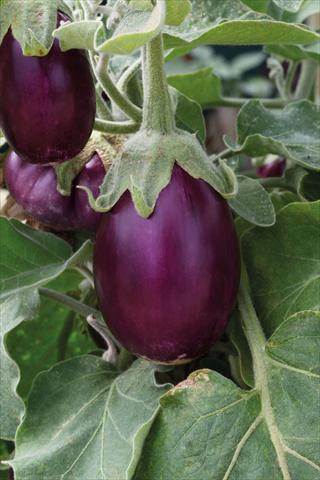 foto van een variëteit aan bloemen, te gebruiken als: Potplant, perkplant, patioplant Solanum melongena (melanzana) Purple