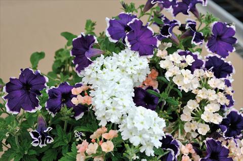foto van een variëteit aan bloemen, te gebruiken als: Potplant, patioplant, korfplant 3 Combo Trio Musicale Funky Trio