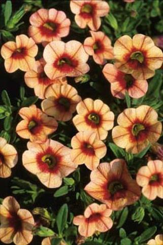 foto van een variëteit aan bloemen, te gebruiken als: Potplant, patioplant, korfplant Calibrachoa MiniFamous® Apricot Eye evol.