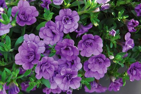 foto van een variëteit aan bloemen, te gebruiken als: Potplant, patioplant, korfplant Calibrachoa MiniFamous® Double Amethyst