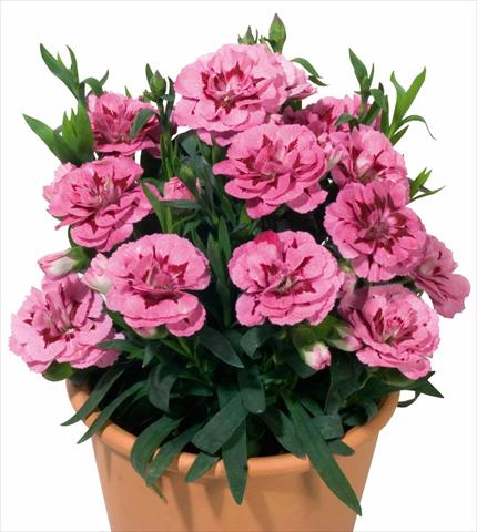 foto van een variëteit aan bloemen, te gebruiken als: Pot - en perkplant Dianthus caryophyllus Oscar™ Pink and Purple