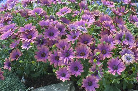 foto van een variëteit aan bloemen, te gebruiken als: Pot - en perkplant Osteospermum FlowerPower® Copper Amethyst