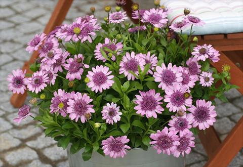 foto van een variëteit aan bloemen, te gebruiken als: Pot - en perkplant Osteospermum FlowerPower® Double Pink