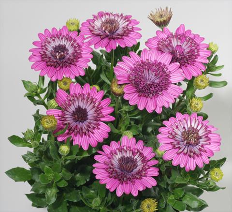 foto van een variëteit aan bloemen, te gebruiken als: Pot - en perkplant Osteospermum FlowerPower® Double Purple