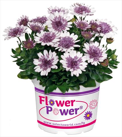 foto van een variëteit aan bloemen, te gebruiken als: Pot - en perkplant Osteospermum FlowerPower® Double White