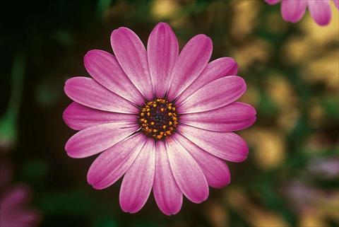 foto van een variëteit aan bloemen, te gebruiken als: Pot - en perkplant Osteospermum FlowerPower® Lavender Pink