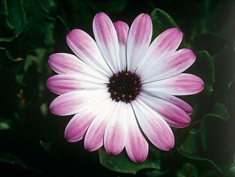 foto van een variëteit aan bloemen, te gebruiken als: Pot - en perkplant Osteospermum FlowerPower® Pink & Eye