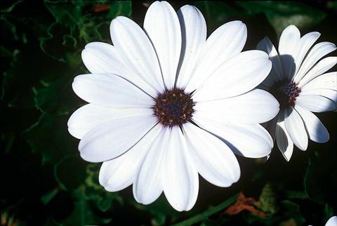 foto van een variëteit aan bloemen, te gebruiken als: Pot - en perkplant Osteospermum FlowerPower® White