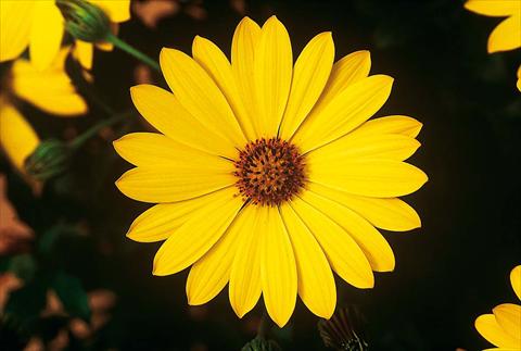 foto van een variëteit aan bloemen, te gebruiken als: Pot - en perkplant Osteospermum FlowerPower® Yellow