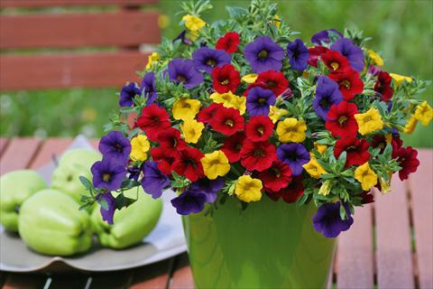 foto van een variëteit aan bloemen, te gebruiken als: Potplant, patioplant, korfplant 3 Combo Trixi® Bolero