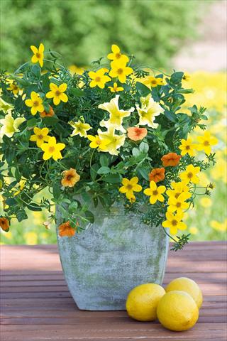foto van een variëteit aan bloemen, te gebruiken als: Potplant, patioplant, korfplant 3 Combo Trixi® Lemon Sorbet