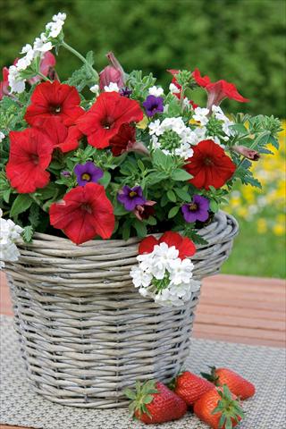 foto van een variëteit aan bloemen, te gebruiken als: Potplant, patioplant, korfplant 3 Combo Trixi® Liberty Bell