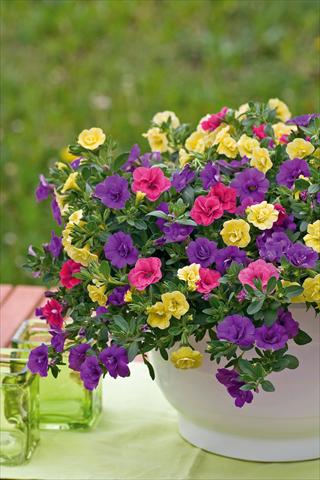 foto van een variëteit aan bloemen, te gebruiken als: Potplant, patioplant, korfplant 3 Combo Trixi® Petticoat