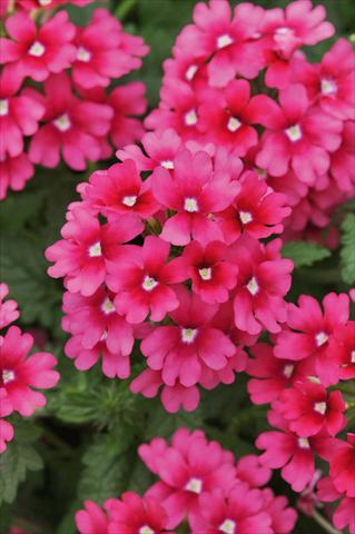 foto van een variëteit aan bloemen, te gebruiken als: Potplant, patioplant, korfplant Verbena Lascar® Magenta