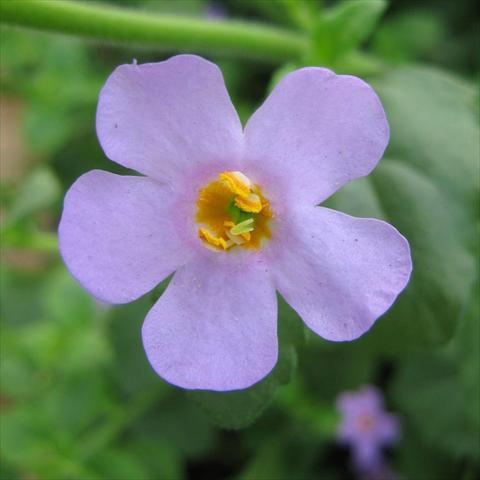 foto van een variëteit aan bloemen, te gebruiken als: Potplant, patioplant, korfplant Bacopa (Sutera cordata) Secrets® XXL Blue Delight