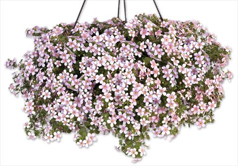 foto van een variëteit aan bloemen, te gebruiken als: Potplant, patioplant, korfplant Bacopa (Sutera cordata) Secrets® XXL Central Pink
