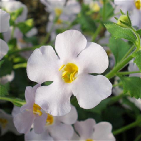 foto van een variëteit aan bloemen, te gebruiken als: Potplant, patioplant, korfplant Bacopa (Sutera cordata) Secrets® XXL Silver Sky