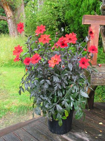 foto van een variëteit aan bloemen, te gebruiken als: Pot - en perkplant Dahlia Mystic® Enchantment