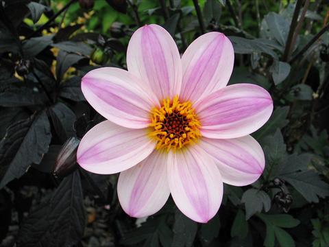 foto van een variëteit aan bloemen, te gebruiken als: Pot - en perkplant Dahlia Mystic® Dreamer