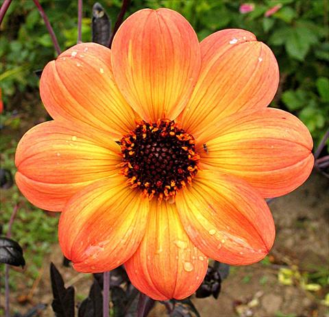 foto van een variëteit aan bloemen, te gebruiken als: Pot - en perkplant Dahlia Mystic® Haze