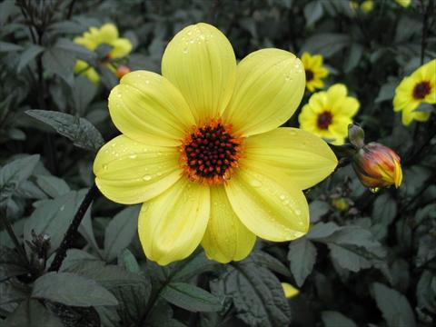 foto van een variëteit aan bloemen, te gebruiken als: Pot - en perkplant Dahlia Mystic® Illusion