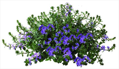foto van een variëteit aan bloemen, te gebruiken als: Potplant, patioplant, korfplant Scaevola aemula Euphoria® Blue
