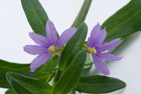 foto van een variëteit aan bloemen, te gebruiken als: Potplant, patioplant, korfplant Scaevola aemula Euphoria® Compact Blue