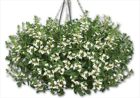 foto van een variëteit aan bloemen, te gebruiken als: Potplant, patioplant, korfplant Scaevola aemula Euphoria® Compact White