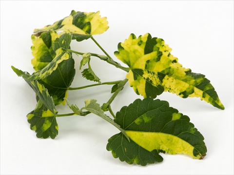 foto van een variëteit aan bloemen, te gebruiken als: Korf / Pot Abutilon Decorativi™ Variegatum