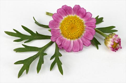 foto van een variëteit aan bloemen, te gebruiken als: Pot - en perkplant Argyranthemum frutescens Daisy Crazy™ Meteor Pink