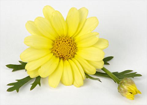 foto van een variëteit aan bloemen, te gebruiken als: Pot - en perkplant Argyranthemum frutescens Margherite Beauty Yellow
