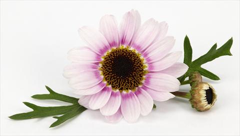 foto van een variëteit aan bloemen, te gebruiken als: Pot - en perkplant Argyranthemum frutescens Margherite Reflection Pink