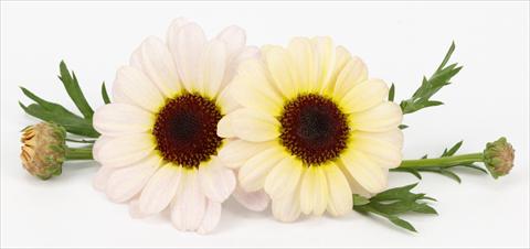 foto van een variëteit aan bloemen, te gebruiken als: Pot - en perkplant Argyranthemum frutescens Margherite Reflection Yellow Cream