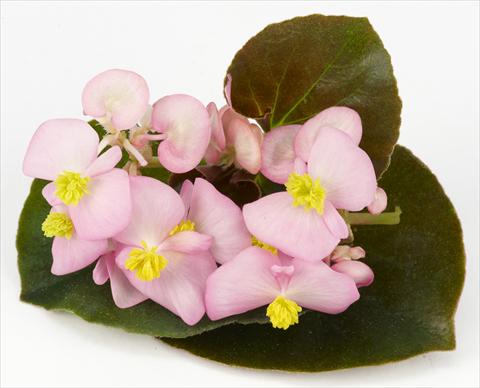 foto van een variëteit aan bloemen, te gebruiken als: Pot - en perkplant Begonia hybrida Kazan® Pink