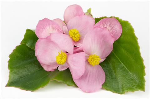 foto van een variëteit aan bloemen, te gebruiken als: Pot - en perkplant Begonia hybrida Kazan® Rose