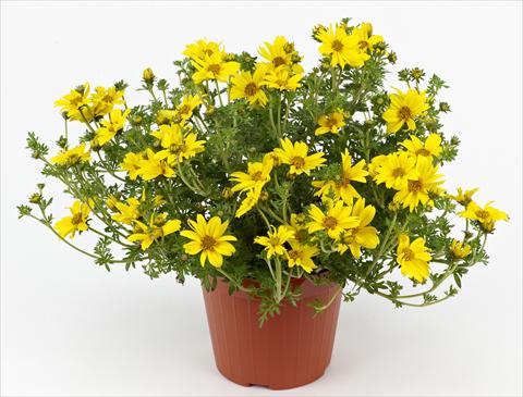 foto van een variëteit aan bloemen, te gebruiken als: Potplant, patioplant, korfplant Bidens ferulifolia Solea Compact