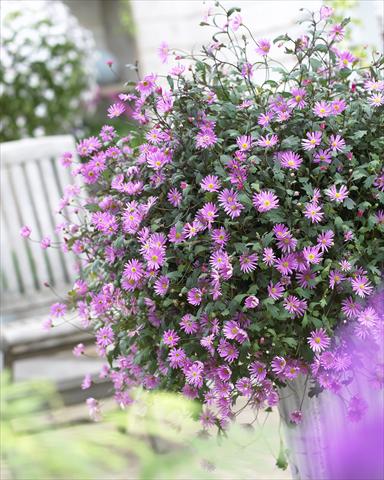 foto van een variëteit aan bloemen, te gebruiken als: Potplant, patioplant, korfplant Brachyscome Surdaisy® Strawberry Pink
