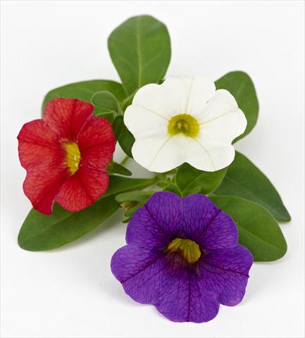 foto van een variëteit aan bloemen, te gebruiken als: Potplant, patioplant, korfplant Calibrachoa Mille Baci® French Kiss