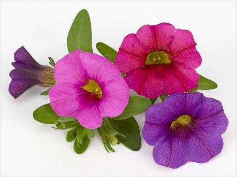 foto van een variëteit aan bloemen, te gebruiken als: Potplant, patioplant, korfplant Calibrachoa Mille Baci® Romantic Kiss