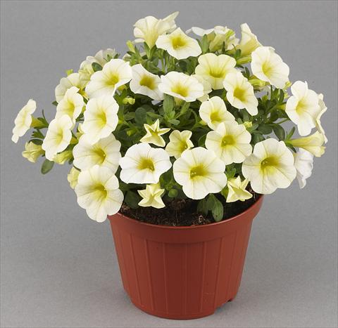 foto van een variëteit aan bloemen, te gebruiken als: Potplant, patioplant, korfplant Calibrachoa Mille Baci® Vanilla