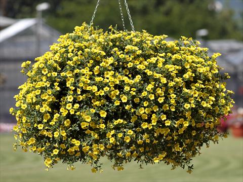 foto van een variëteit aan bloemen, te gebruiken als: Potplant, patioplant, korfplant Calibrachoa Million Bells® Pure Yellow