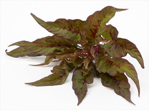 foto van een variëteit aan bloemen, te gebruiken als: Pot - en perkplant Celosia plumosa Decorativi™ Bloody Mary