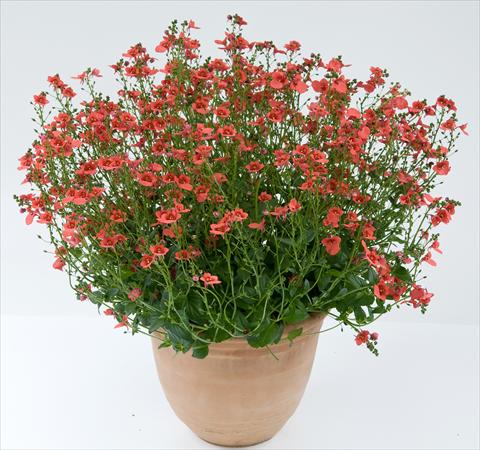 foto van een variëteit aan bloemen, te gebruiken als: Potplant, patioplant, korfplant Diascia Genta® Dark Orange Improved