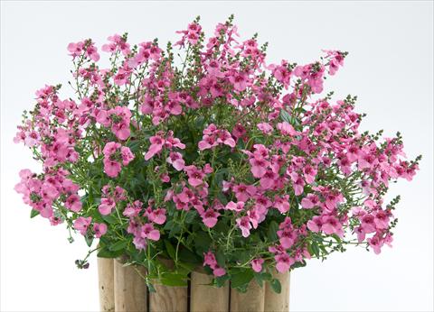foto van een variëteit aan bloemen, te gebruiken als: Potplant, patioplant, korfplant Diascia Genta® Pink Glory
