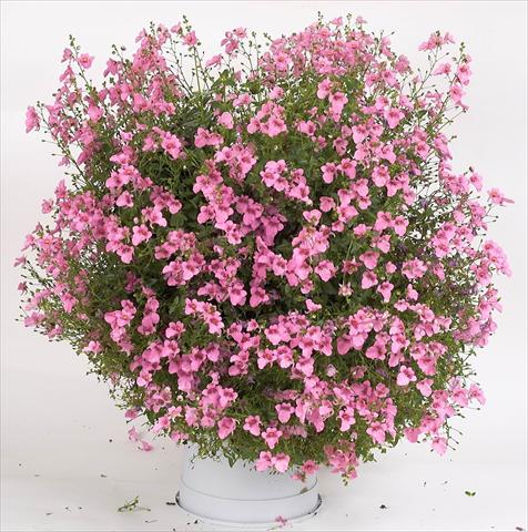 foto van een variëteit aan bloemen, te gebruiken als: Potplant, patioplant, korfplant Diascia Genta® Pink