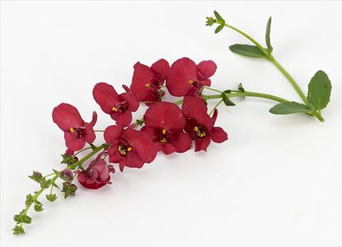 foto van een variëteit aan bloemen, te gebruiken als: Potplant, patioplant, korfplant Diascia Genta® Ruby