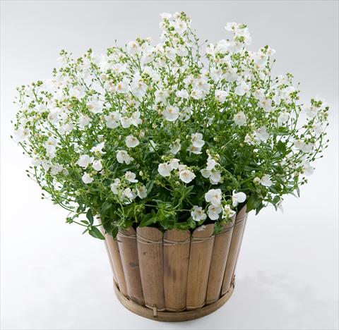 foto van een variëteit aan bloemen, te gebruiken als: Potplant, patioplant, korfplant Diascia Genta® White Improved