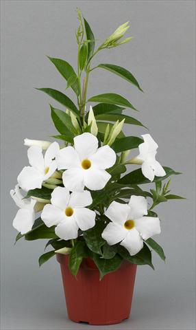 foto van een variëteit aan bloemen, te gebruiken als: Potplant, perkplant, patioplant Dipladenia (Mandevilla) Sundaville® Classic White