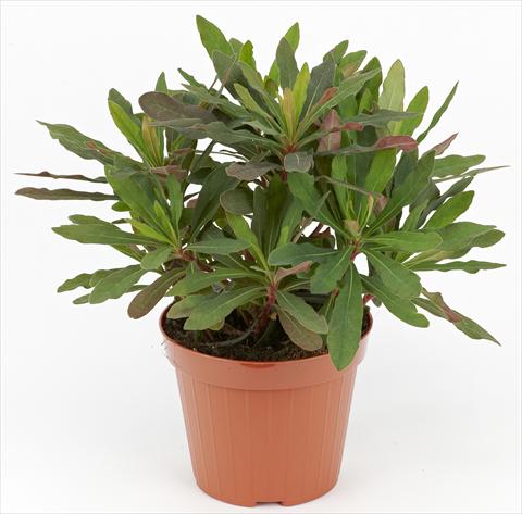 foto van een variëteit aan bloemen, te gebruiken als: Pot - en perkplant Euphorbia amygdaloides Decorativi™ Rubra