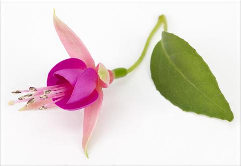foto van een variëteit aan bloemen, te gebruiken als: Pot Fuchsia eretta Allison Patricia®